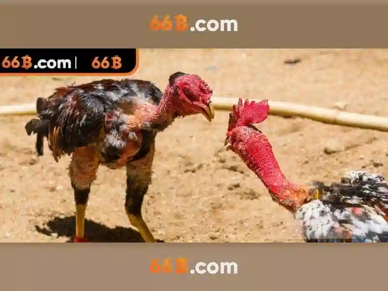  hướng dẫn Slot - 66B