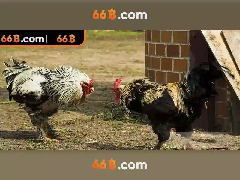 66b - Nền tảng cá cược trực tuyến đỉnh cao cho người chơi